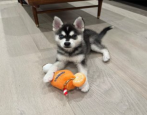 How to Choose the Best Alaskan Klee Kai Breeder for Your New Pet How to Choose the Best Alaskan Klee Kai Breeder for Your New Pet