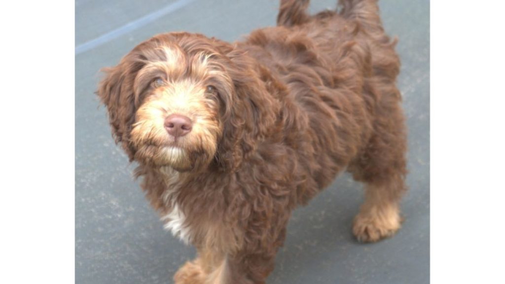 Discover the Perfect Pets: Miniature Goldendoodle & Labradoodle Discover the Perfect Pets: Miniature Goldendoodle & Labradoodle