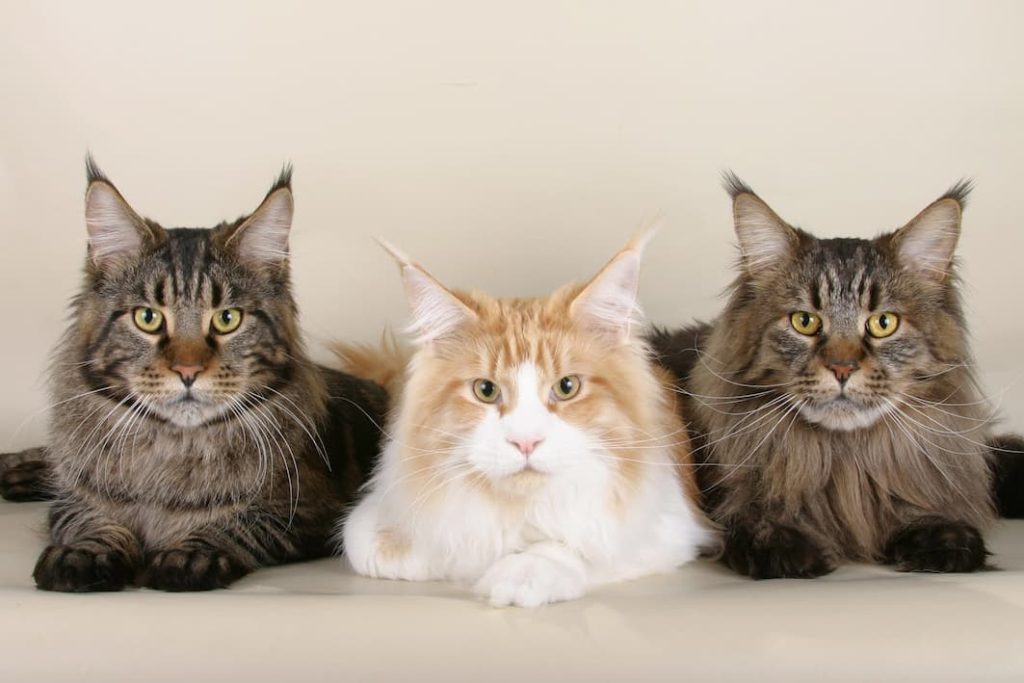 Why Maine Coon Kittens Are Perfect Family Cats